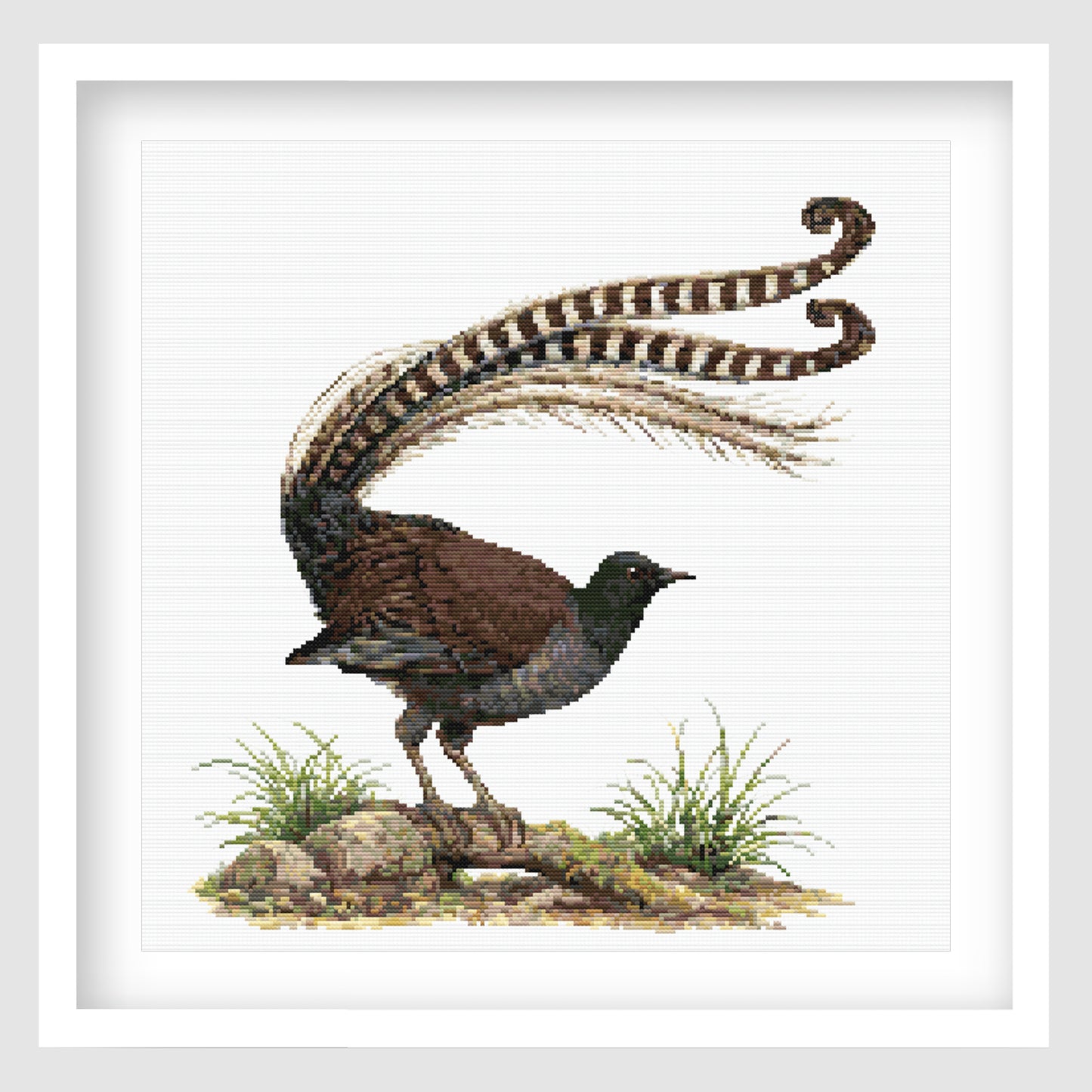 Australian Lyrebird Cross Stitch Pattern displayed in a white frame, featuring the iconic long tail feathers and native grassland setting.