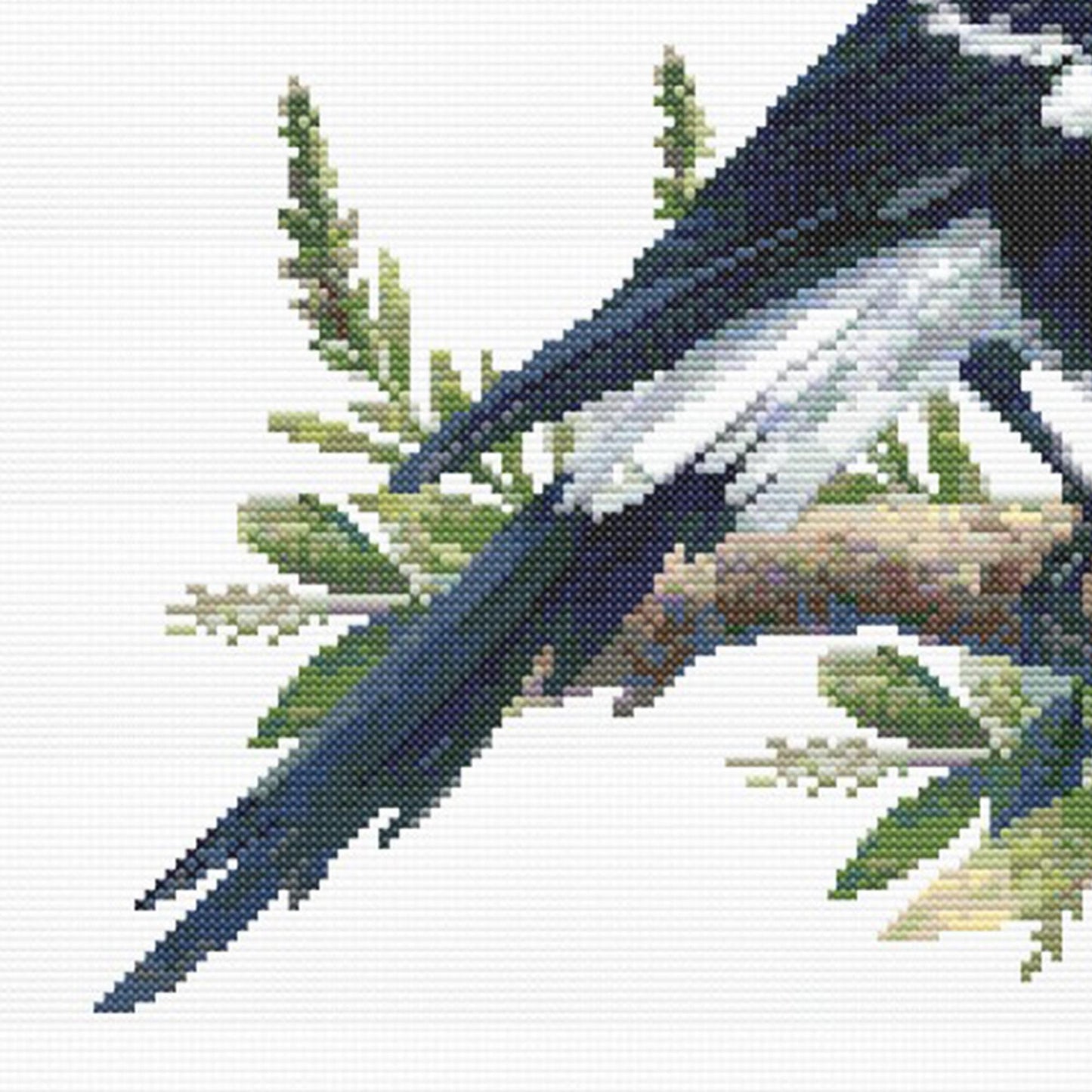 Close up of the magpie focussing on the detail and ht e tail feathers. The branch has some leaves.