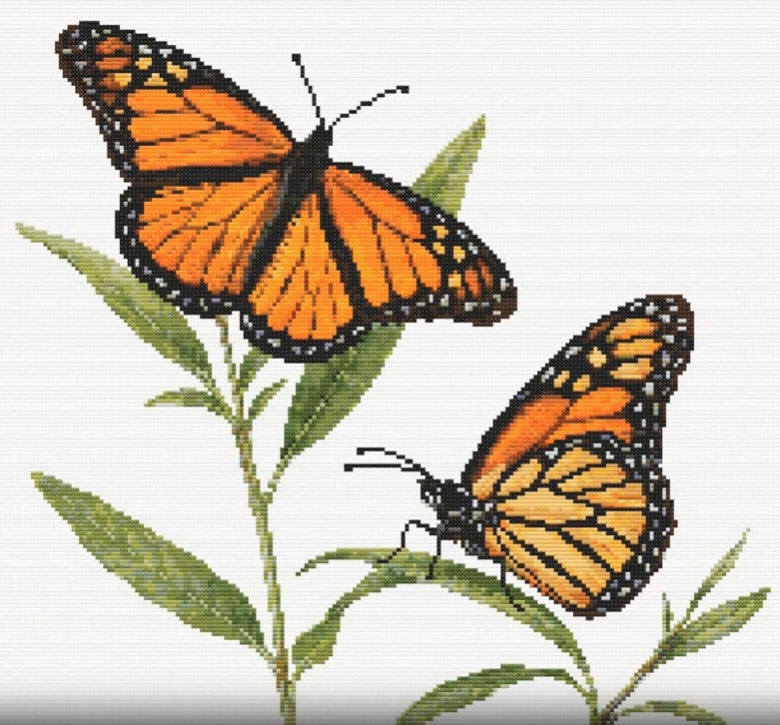 Video of Monarch Butterfly cross stitch pattern being stitched. the pattern builds up with the use of differernt colour threads